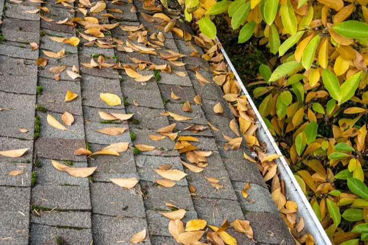 Debris on roof including leaves and moss buildup