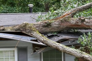 emergency roof repair-fallen tree on roof causing extensive damage